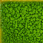 kj-115-lime-moss.jpg, 24kB